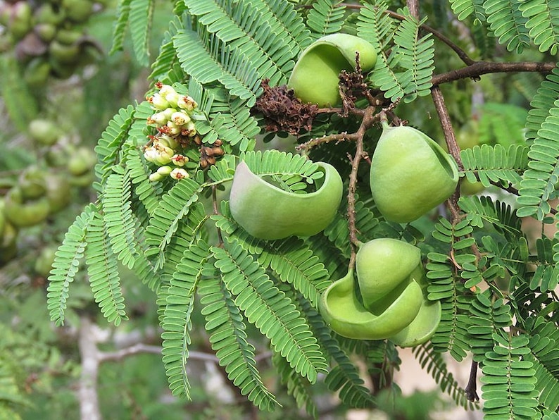 50 Semillas de Ciriaria Caesalpinia Divi Divi Tree Seeds imagen 0